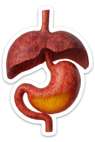 stomaco umano anatomico infiammato con acido giallo all'interno fluttua in aria insieme ad un diaframma umano, iperrealistico 4k, isolato su sfondo bianco sticker