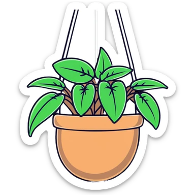 Plectranthus Verticillatus creeping charlie plant with trailing vines in a coconut fiber hanging basket sticker