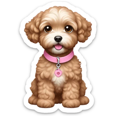 Brown colored maltipoo puppy feminine with pink collar sticker