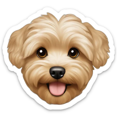 very light beige maltipoo yorkshire terrier mix with light brown ear sticker