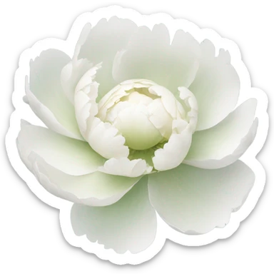 White peony sticker