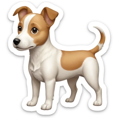 a full body facing front on of a buff white beagle cross jack russell terrier looking dog the size of a kelpie with light brown long ears resting on its face and a light brown patch above one eye and a large snout. the rest of the dog is completely white.  sticker