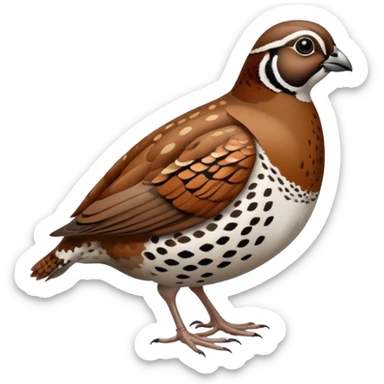 bobwhite quail, simple and colorful sticker