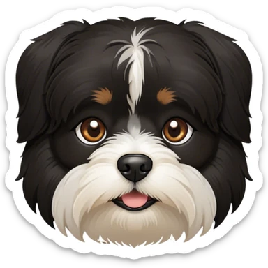 all-black Havanese dog face with brown eyes and no white sticker