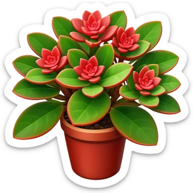 Crassula Ovata Golum with cilindric leaves sticker