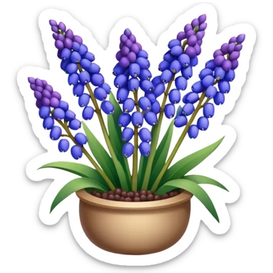 Realistic Still life detailed, Grape Hyacinth Muscari sticker
