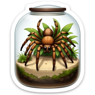 Close-up collage of a pet spider like tarantula, inside a large terrarium. Soft natural lighting highlights their textures and details. Transparent background sticker