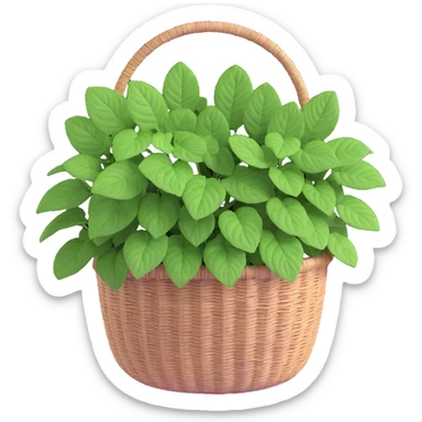 Plectranthus Verticillatus Swedish Ivy with trailing stems and perfectly round circular leaves in a coconut fiber basket sticker