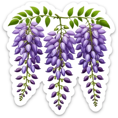Wisteria raceme with mixed blooming stages - some flowers fully open in purple, others still in bud stage, hanging gracefully with green leaves sticker