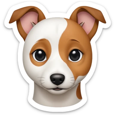 a fully white jack russell the size of a kelpie with a half white face sticker