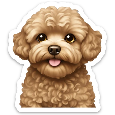 brown maltipoo with curls on the coat sticker