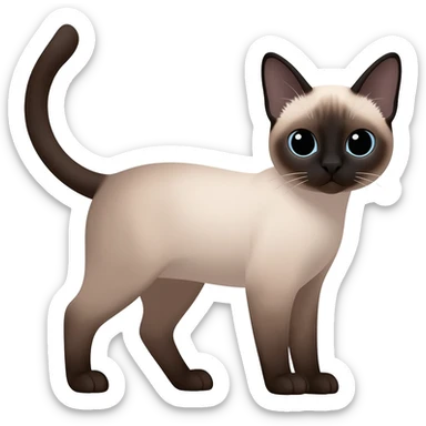 Cat siamês sticker