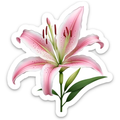 single Bi-Colored Oriental Lily, straight stem sticker