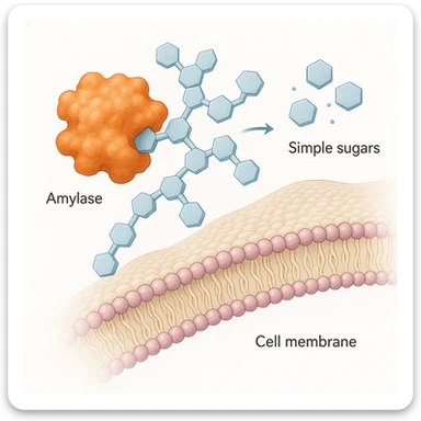 Ultra-detailed illustration of enzyme digestion: amylase breaking starch into sugars near a cell membrane. Clean white background, no text. Scientific but simple sticker