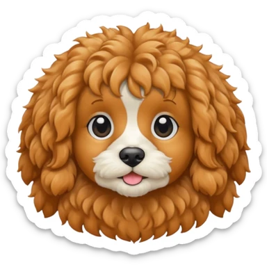 Cavapoo  apricot no white sticker