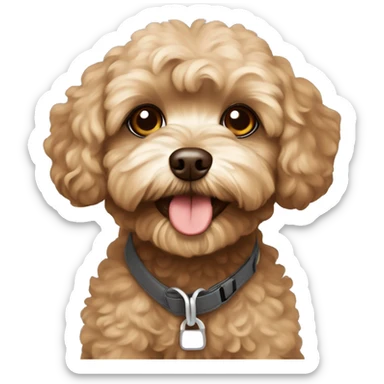 Brown Maltipoo ready for a walk sticker