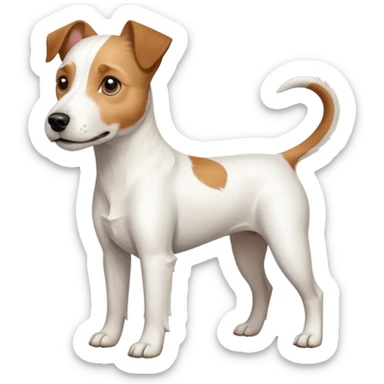 a full body white parson russell looking dog the size of a kelpie with light brown ears and a light brown patch on one eye and a large snout sticker