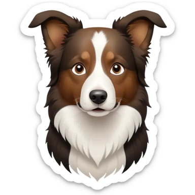 Border collie dog with only one black ear sticker