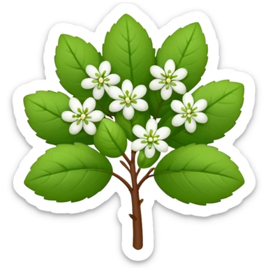 A small bush with round leaves and tiny budding flowers.









































 sticker