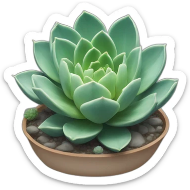 echeveria lau sticker