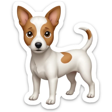 a full body white jack russel looking dog the size of a kelpie with light brown ears and a light brown patch on one eye, flopped down ears and a large snout sticker