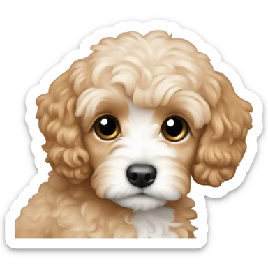 Apricot colored cavoodle puppy  sticker