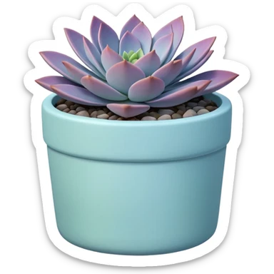 A pastel blue ceramic pot, cylindrical in shape, with a shallow rim, containing a Graptopetalum succulent plant. sticker