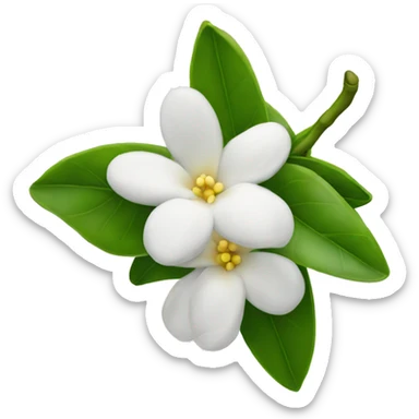 indian jasmine flower  sticker