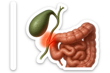 CISTIFELLEA E INTESTINO SONO COLLEGATI NEL DOLORE, iperrealistico 4k sticker