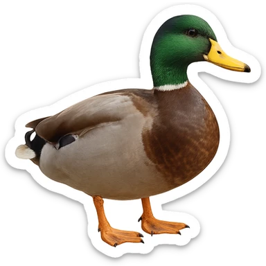 Duck sticker