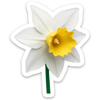 White daffodil flower sticker