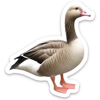 Pink-footed goose whole goose sticker
