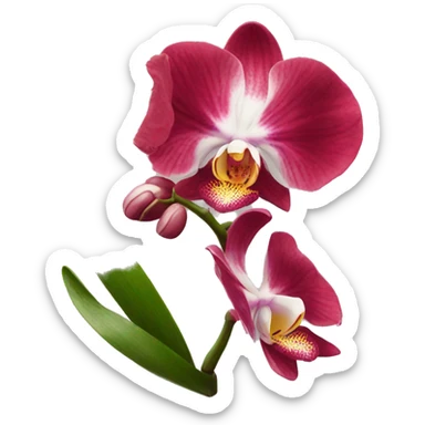 Orchidée rouge  sticker