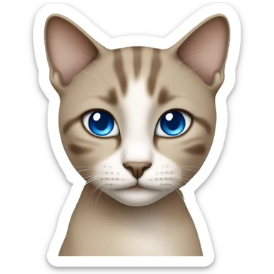 Dark Brown face - beige body thai female cat with blue eyes  sticker