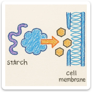 Ultra-detailed illustration of enzyme digestion: amylase breaking starch into sugars near a cell membrane. Clean white background, no text. Scientific but simple sticker