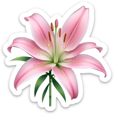 single Soft Pink Lily, straight stem sticker