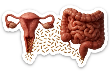 UTERO UMANO E INTESTINO ANATOMICI REALISTICI SONO UNO ACCANTO ALL'ALTRO E SI PASSANO I BATTERI A VICENDA, CON BATTERI CHE ESCONO DALL'INTERNO, IPERREALISTICO 4K, NON DISEGNATO sticker