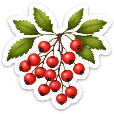 rowan/mountain ash berries, simple sticker