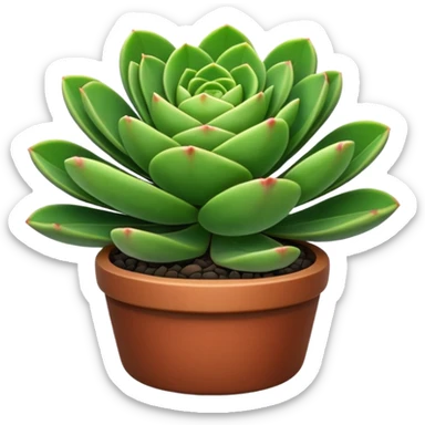 CRASSULA sticker