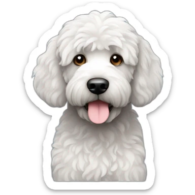 Black labradoodle with a white chest sticker