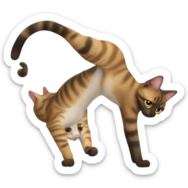 A cat doing a handstand  sticker