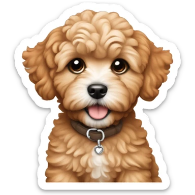 Ginger colored maltipoo puppy sticker