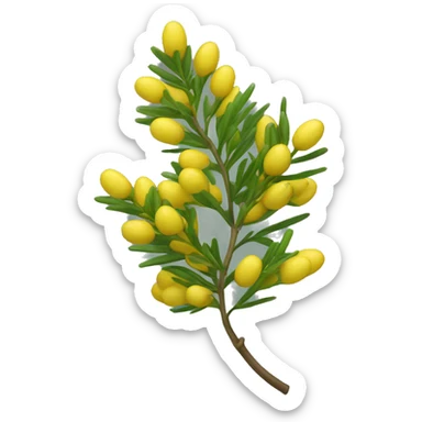 sprig of acacia sticker