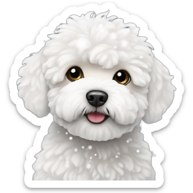 white maltipoo in the winter, having snow on the nose sticker