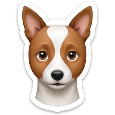 a fully white jack russell the size of a kelpie with a half white face sticker