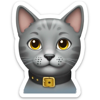 Gray cat with a collar sticker