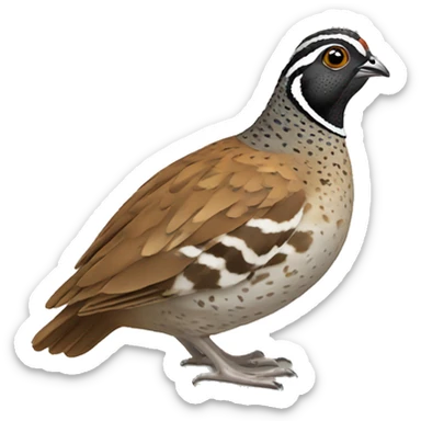 quail sticker