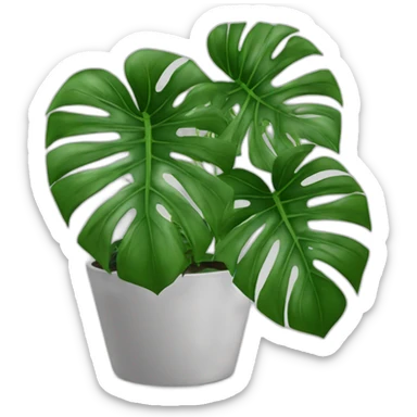 Plante monstera pas contente   sticker