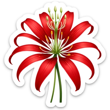 Spider lily  sticker