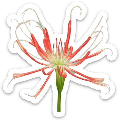 Spider lily sticker